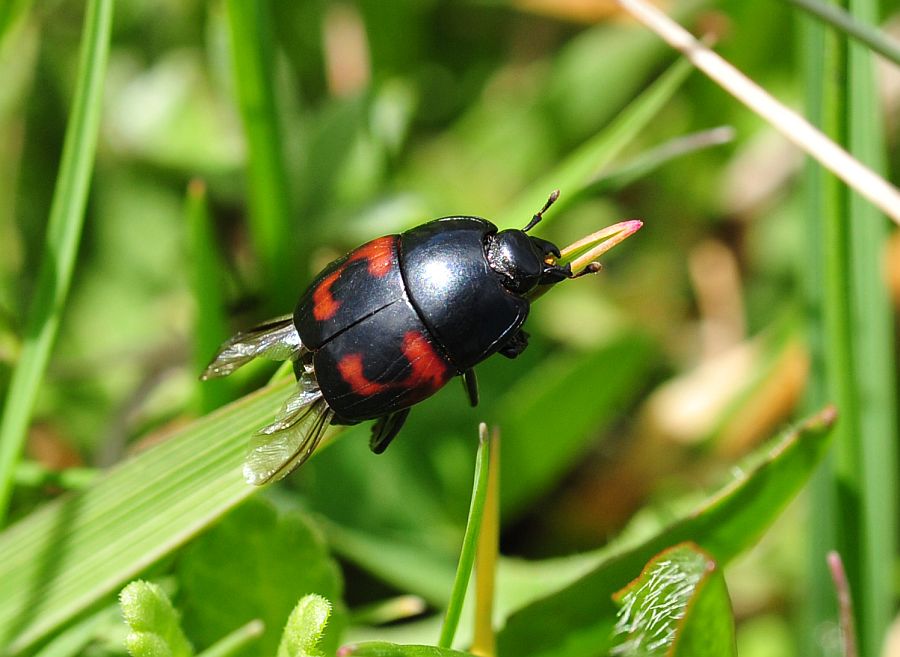 Histeridae da determinare - Hister cf. quadrimaculatus